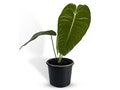 Anthurium Veitchii Type by LEAL PLANTS ECUADOR |Green Live House Plant for Indoors|California Tropicals Live Plants| Anthuriums Live Plants product logo