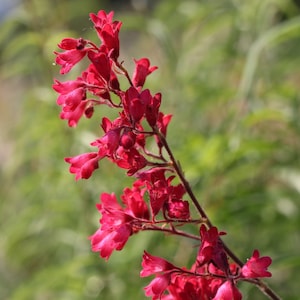 50+ Coral Bells Firefly (Heuchera Sanguinea) seeds - perennial