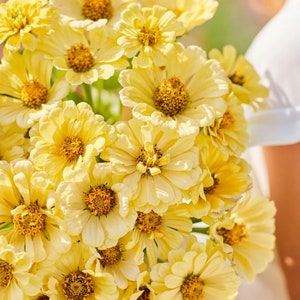 50 Cream Yellow &#39;Isabellina&#39; Zinnias seeds