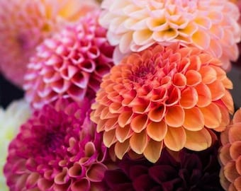 15 Dahlia PomPom Mix seeds