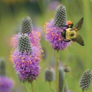 15 Purple Prairie Clover seeds - great for attracting bees