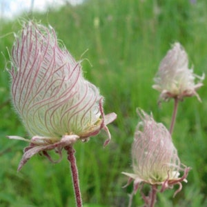 10 Rare Prairie Smoke seeds (Geum triflorum) - pollinator favourite