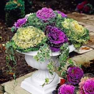 20 Decorative Ornamental Kale Mix seeds- great for flower beds
