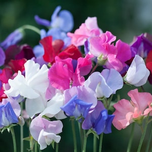 20 Beautiful Organic Sweet Pea Mix Colour seeds