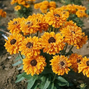 30 Puszyste płatki Black Eyed Susan 'Goldilocks' Rudbeckia Hirta nasiona