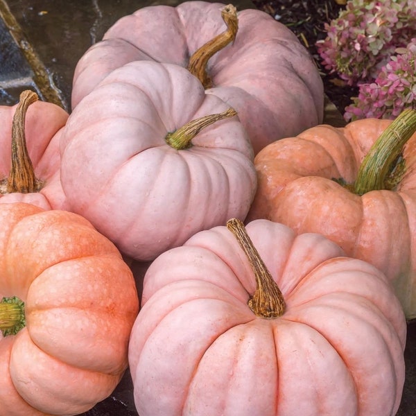 10 graines de citrouille pour poupées roses en porcelaine - Bio - Citrouille mignonne et belle - Citrouilles décoratives