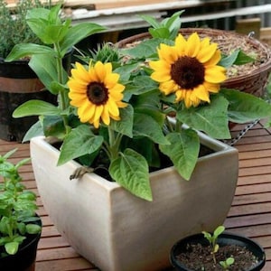 25 seeds Sunflower Dwarf ‘Incredible’(Helianthus annuus) seeds