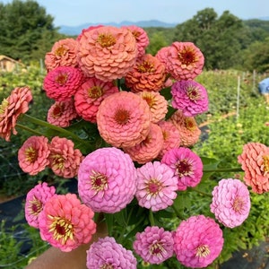 60 prachtige cottage-zaden Gigantische ZINNIAS-mix, eenjarig