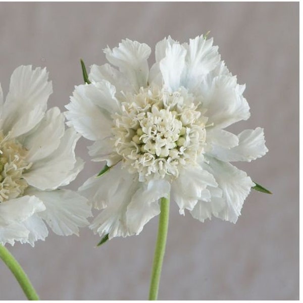 20 semillas de Scabiosa 'Fama White' - SCABIOSA ATROPURPUREA