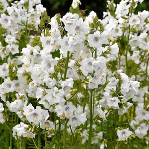 50+ weißes Polemonium Samen der weißen Jakobsleiter (Polemonium Caeruleum White)