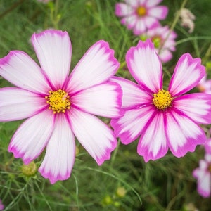 30 Elegant Candy Stripe Cosmos seeds - attract birds, butterflys, and bees