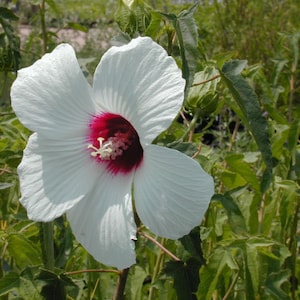 15 seltene wilde Hibiskus Laevis Rose Malve Samen