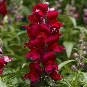 Más de 50 semillas altas de boca de dragón rojo rubí (Antirrhinum majus)