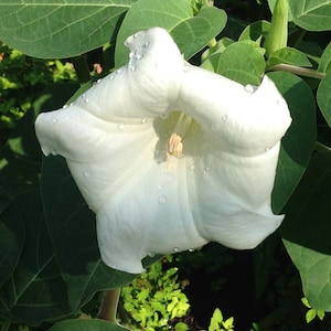 5 White Angels Trumpet (Datura Metel) seeds - Annual