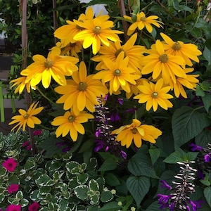 50+ Prairie Sun Green Eyes Rudbeckia (Rudbeckia Hirta)