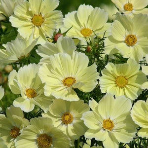 25 Xanthios Pastel Creamy Yellow Cosmos bipinnatus seeds