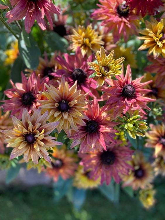 25 Beautiful Sahara Rudbeckia Mix Seeds - Etsy Canada