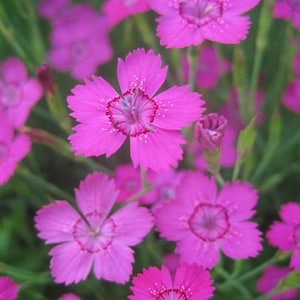 Plus de 100 roses Dianthus Deltoides - tolérant le froid et les tons clairs