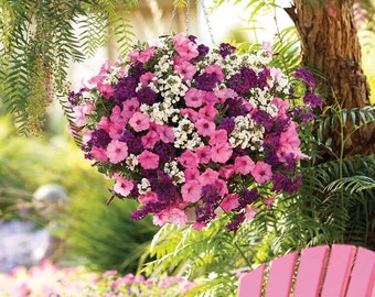 100+ Hanging Basket Mix seeds - great for patio