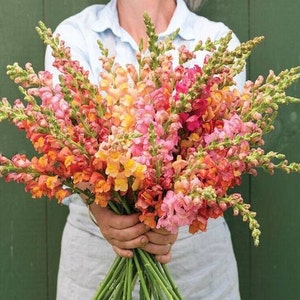50+ Aesthetic tall Pastel color Snapdragon mix (Antirrhinum majus maximum) Seeds