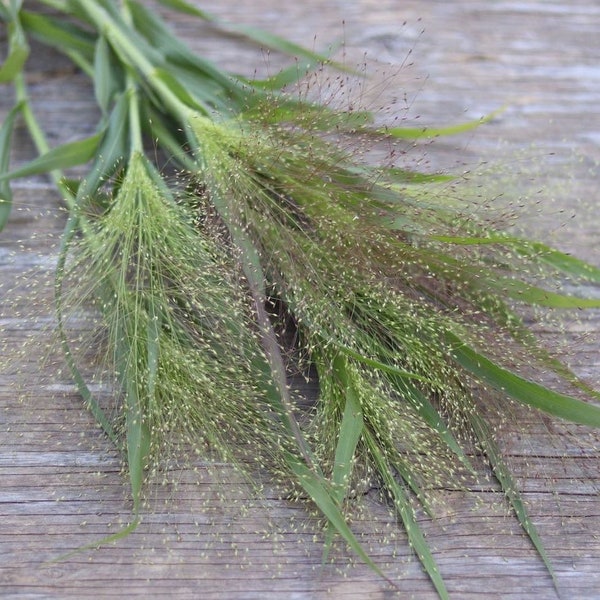 + de 50 graines de gazon d'amour « Frosted Explosion » - Eragrostis elegans - graminée décorative - graminée ornementale - idéale avec des fleurs séchées