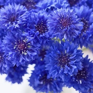 75 mooie blauwe korenbloemzaadjes voor vrijgezellenfeesten