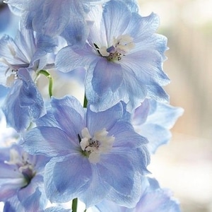 40 Seeds Baby Blue cottage garden seeds - Flower Balcony perennial Outdoor Cut Organic