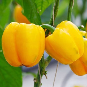 75+ Organic Sweet Yellow Bell Pepper seeds