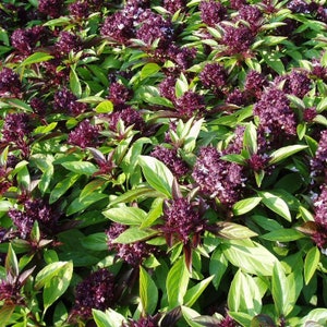 100+ seeds Organic Thai Siam Queen Basil Extra-large/ Vietnamese Pho basil