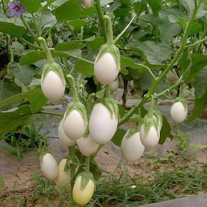 75+ Ornamental Golden Egg Eggplant (Solanum Melongena) seeds - Annual