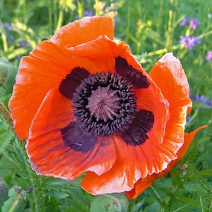 100+ Red Oriental Poppy (Papaver Orientale) seeds