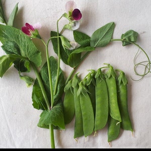 Op de afbeelding: Luchtfoto van peulen, stelen, bladeren en bloemen. De peulen zijn heldergroen en de bloemen zijn roze en paars. De bladeren zijn donkergroen en de stelen zijn lichtgroen.