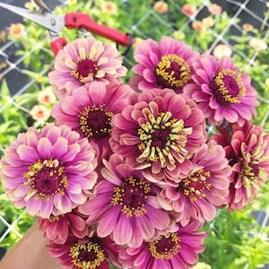 20 Queeny Red Lime Zinnia seeds