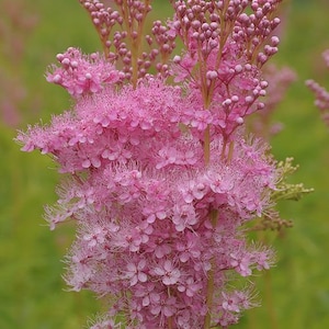 5 Rare Queen of the Prairie seeds - Filipendula rubra &#39;Venusta Magnifica&#39;