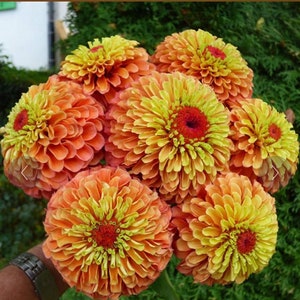 20 Queeny Lime Orange Zinnia seeds