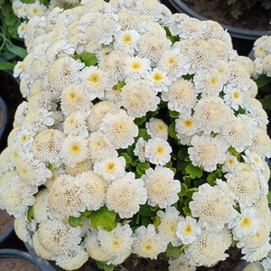 50 einzigartige weiße Chrysantheme &#39;Snowball Flower&#39;