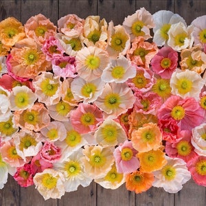 50+ Large cup shaped mix Iceland Poppies Seed Early spring