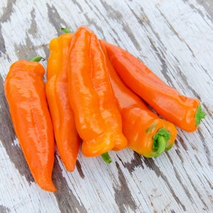 15 Sweet Heirloom Orange Giant Marconi Pepper Seeds