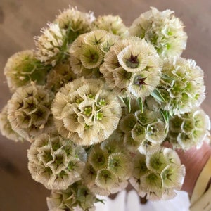 10 semi di Scabiosa 'Starflower' - SCABIOSA STELLATA - Scabiosa Sternkugel - Scabiosa Paper Moon - ottima per bouquet secchi e fiori secchi