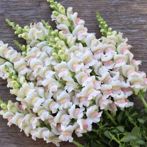 50+ Tall Snapdragon Appleblossom - pink white seeds (Antirrhinum majus)