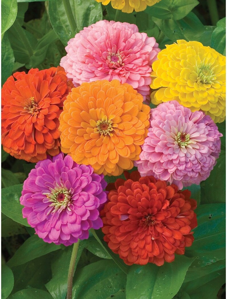 40 Beautiful Cottage Seeds Giant ZINNIAS Mix Annual Etsy Canada