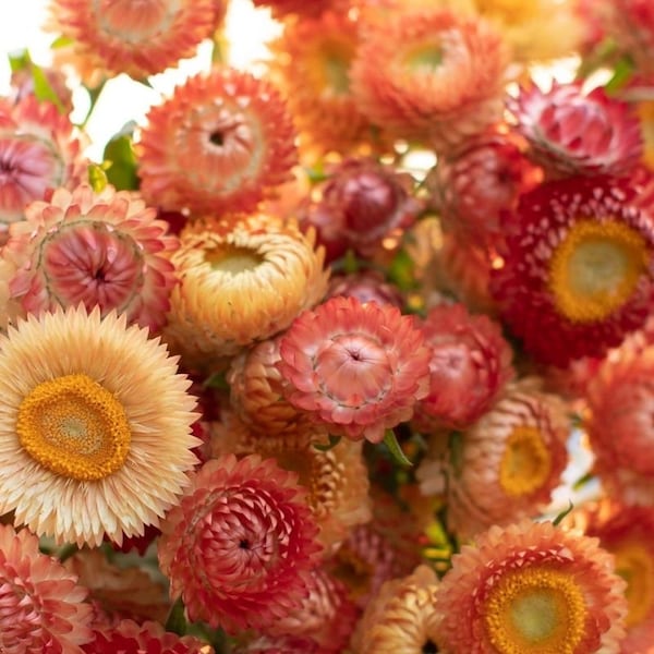 50+ Beautiful Peach/Apricot Strawflower Mix seeds