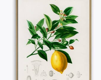 Fruit Print, Lemon Kitchen Wall Art Decor, Citrus Illustration