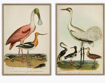 Conjunto de impressão de guindaste e colhereiro, ilustração de pássaros para decoração de parede
