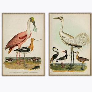 Crane and Spoonbill Print Set, Birds Illustration for Wall Decotating