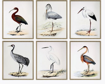 Birds Art Print, Bird Vintage Illustration Print Set of 6