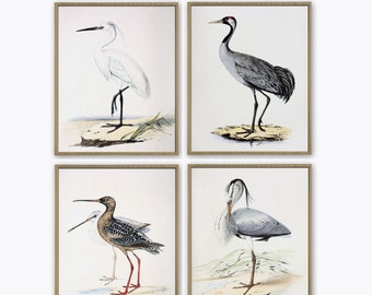 Birds Art Print, Bird Vintage Illustration Print Set of 4