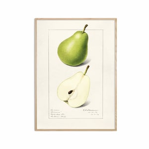 Green Pear Print, Vintage Fruit Botanical Art, Pear Kitchen Poster, Giclee, Art