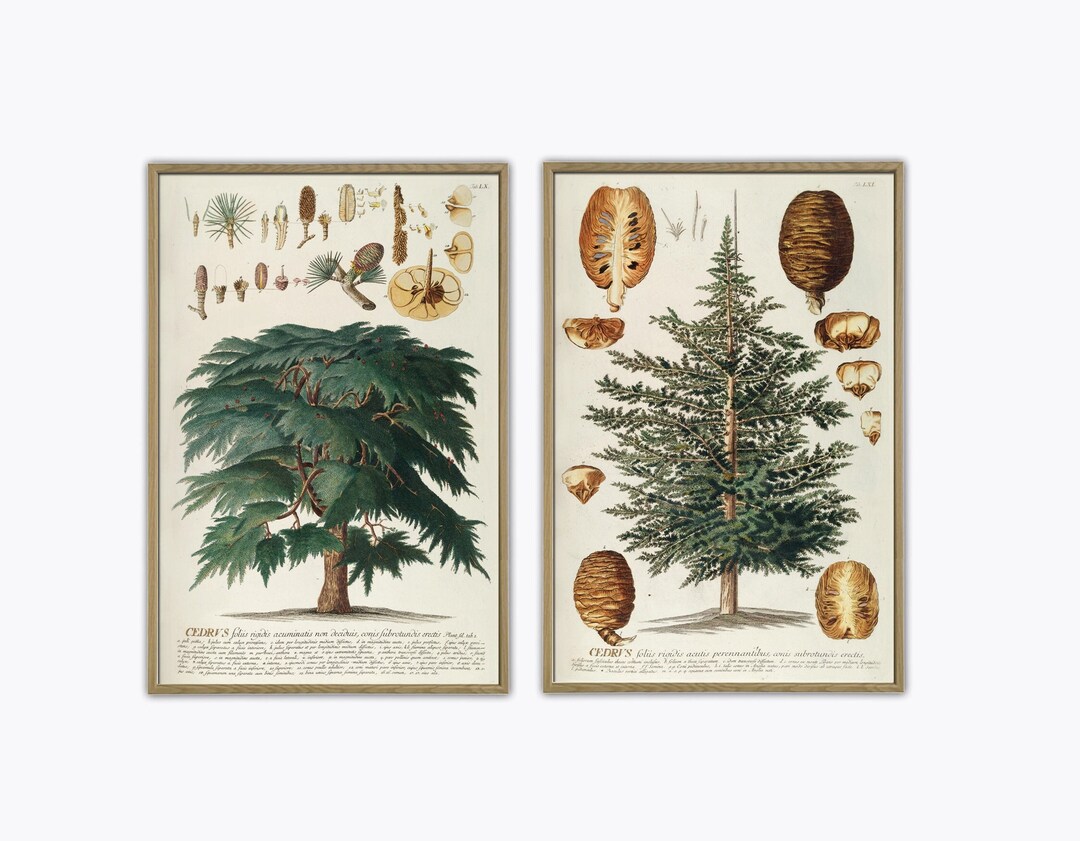 Tree Priint Forest Print, Tree Species Wall Art Print, Cedar Print - Etsy UK