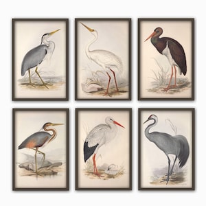 Coastal Birds Print, Bird Wall Decor, Crane Heron&lt; Stork, Set of 6, Vintage Illustration